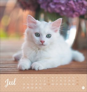 Katzen Postkartenkalender Kleine Tiger 2026