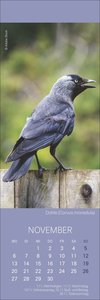 Vögel in unseren Gärten Lesezeichen & Kalender 2023