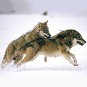 Wolves 2022