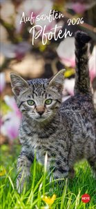 Katzen slim - Auf sanften Pfoten 2026