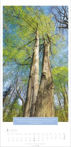 Wunderwelt der Bäume Kalender 2026