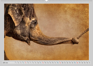 Elefanten - Portraits der besonderen Art (Premium, hochwertiger DIN A2 Wandkalender 2020, Kunstdruck in Hochglanz)