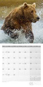 Bären Kalender 2023 - 30x30
