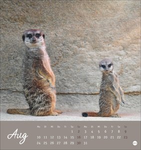 Erdmännchen Postkartenkalender 2026