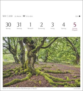 Bäume Kalender 2022