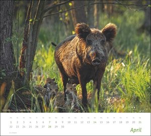 Heimische Tiere Bildkalender 2024. In diesem dekorativen Kalender finden sich die Bewohner heimischer Wiesen und Wälder. Ein Wandkalender 2024 mit hochwertigen Tierfotos.