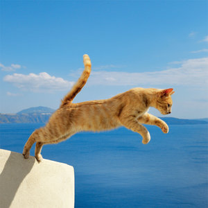 Greek Island Cats 2023