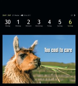 Animal Memes Postkartenkalender 2025 - 53 tierisch witzige Postkarten