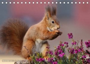 Eichhörnchen Momentaufnahmen fürs Herz (Tischkalender 2023 DIN A5 quer)