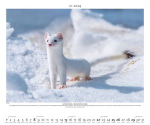 Starke Typen 2024 - Bild-Kalender - Poster-Kalender - 60x50