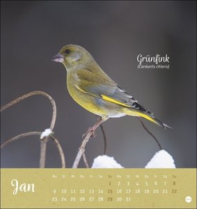 Vögel in unseren Gärten Postkartenkalender 2023. Ein kleiner Kalender zum Aufstellen und Aufhängen mit den 12 häufigsten Gartenvogelarten. Postkarten-Fotokalender zum Heraustrennen.