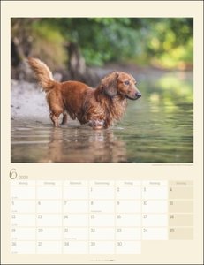 Dackel. Jahres-Wandkalender 2023 mit Platz für Notizen und Termine. Foto-Kalender für Hundefans und Dackelliebhaber. Bildkalender 2023 im Hochformat 30x39 cm