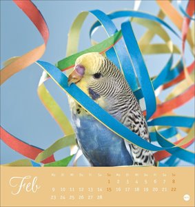 Freche Wellensittiche Postkartenkalender 2026