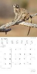 Erdmännchen 2023 - Broschürenkalender 30x30 cm (30x60 geöffnet) - Kalender mit Platz für Notizen - Suricates - Bildkalender - Wandkalender