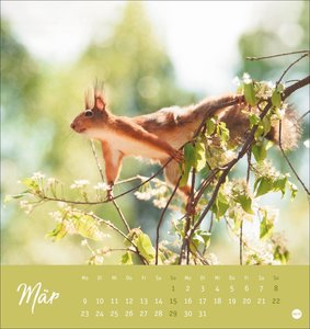 Eichhörnchen Postkartenkalender 2026
