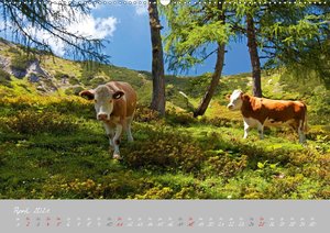 Friedliche Kühe (Wandkalender 2021 DIN A2 quer)