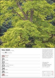 Bäume Wochenplaner 2024. Stimmungsvolle Baumfotos, Zitate und Kurztexte in einer Hommage an den Wald. Praktischer Wandplaner mit viel Raum für Notizen. Natur-Kalender 2024