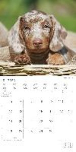 Dackel 2023 - Broschürenkalender 30x30 cm (30x60 geöffnet) - Kalender mit Platz für Notizen - Dachshund - Bildkalender - Wandplaner - Dackelkalender