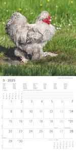 Alpha Edition - Hühner 2025 Broschürenkalender, 30x30cm, Kalender mit hochwertigen Hühner-Bildern, Mondphasen, Notizmöglichkeiten, Ferientermine DE/AT/CH und internationales Kalendarium