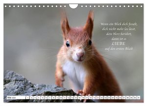 Tipps von Eichhörnchen an Eichhörnchenliebhaber (Wandkalender 2024 DIN A4 quer), CALVENDO Monatskalender