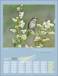 Heimische Vögel Kalender 2024. Wandkalender mit 12 Fotografien heimischer Vogelarten. Tier-Kalender 2024 zum Aufhängen. Foto-Kalender mit Monatsübersicht. 30x39 cm