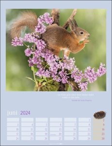 Eichhörnchen. Wandkalender 2024. Fotokalender mit süßen Eichhörnchen-Bildern und Zitaten für jeden Monat. Tierkalender mit Planer im Hochformat 30x39 cm