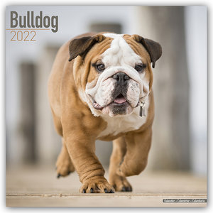 Bulldog - Bulldoggen 2022 - 16-Monatskalender