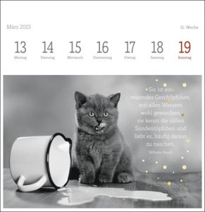 Wegler Katzen Weisheiten Premium-Postkartenkalender 2023. 53 Postkarten mit zauberhaften Katzenfotos und Zitaten in einem kleinen Kalender für Katzenfans.