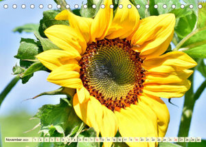 Sonnenblumen. Das Strahlen des Sommers (Tischkalender 2023 DIN A5 quer)