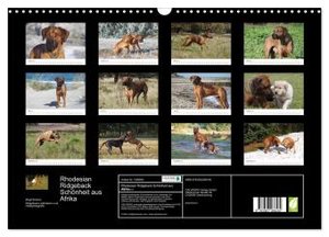 Rhodesian Ridgeback Schönheit aus Afrika (Wandkalender 2024 DIN A3 quer), CALVENDO Monatskalender