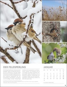 Vögel in unseren Gärten Posterkalender 2022