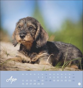 Dackel Postkartenkalender 2022