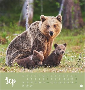 Bärenstark Postkartenkalender 2026