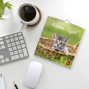 Katzen Postkartenkalender Kleine Tiger 2026
