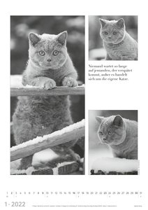 Der große poetische Katzenkalender 2022 - Literarischer Bild-Kalender A3 (29,7x42 cm) - mit Zitaten - schwarz-weiß - Tier-Kalender - Alpha Edition