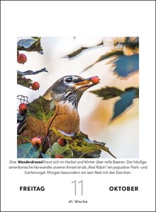 Vogelkalender 2024  - Tagesabreißkalender zum Aufstellen oder Aufhängen