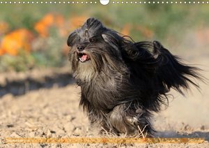 Tibet Terrier Theo