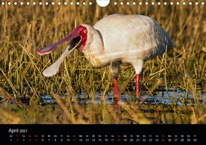 Botswanas Vogelwelt (Wandkalender 2021 DIN A4 quer)