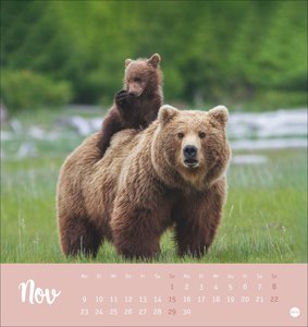 Bärenstark Postkartenkalender 2026