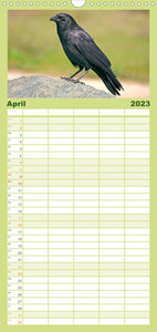 Familienplaner Rabenvögel: Schwarz, schlau, schön (Wandkalender 2023 , 21 cm x 45 cm, hoch)