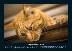 Haustierkalender 2022 Fotokalender DIN A5