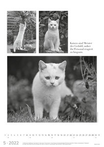 Der große poetische Katzenkalender 2022 - Literarischer Bild-Kalender A3 (29,7x42 cm) - mit Zitaten - schwarz-weiß - Tier-Kalender - Alpha Edition