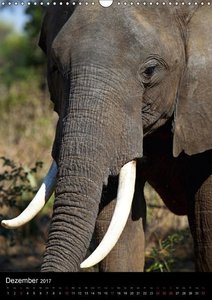 Sanfte Riesen - Afrikas Elefanten (Wandkalender 2017 DIN A3 hoch)