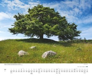 Bäume 2024 – Wandkalender 60x50 cm – Spiralbindung