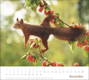 times&more Eichhörnchen Bildkalender 2022