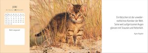 Katzen Premium-Tischplaner 2026 - Der literarische Wochenkalender mit Zitaten