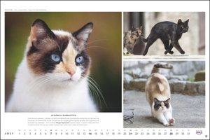 Whiskas Katzenkalender 2024. Foto-Wandkalender mit süßen Katzen und lustigen Geschichten. Wandkalender 2024 in schönem Design. Bildkalender 2024. Querformat 45 x 30 cm.