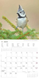 Vögel 2025 - Broschürenkalender 30x30 cm (30x60 geöffnet) - Kalender mit Platz für Notizen - Birds - Bildkalender - Wandkalender - Vogelkalender