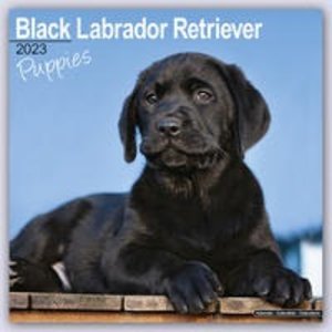 Black Labrador Puppies - Schwarze Labradorwelpen 2023 - 16-Monatskalender