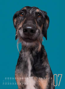 Frei Schnauze - Kalender 2025